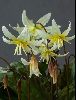 <em>Erythronium californicum</em>